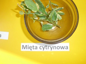 CIMG6522